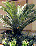 plants